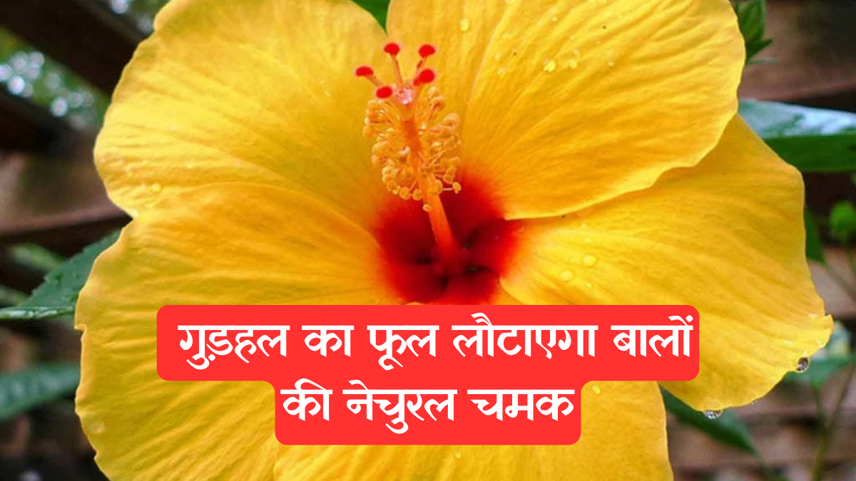 Hibiscus Flower: बालों के लिए वरदान! जानें 6 चमत्कारी फायदे जो बालों को बनाएंगे लंबा, घना और मजबूत