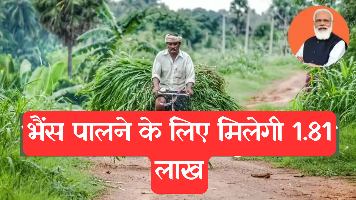Samagra Bhains Palan Yojana: भैंस खरीदने पर लाखों की सब्सिडी, जानें 'समग्र भैंस पालन योजना' की पूरी डिटेल