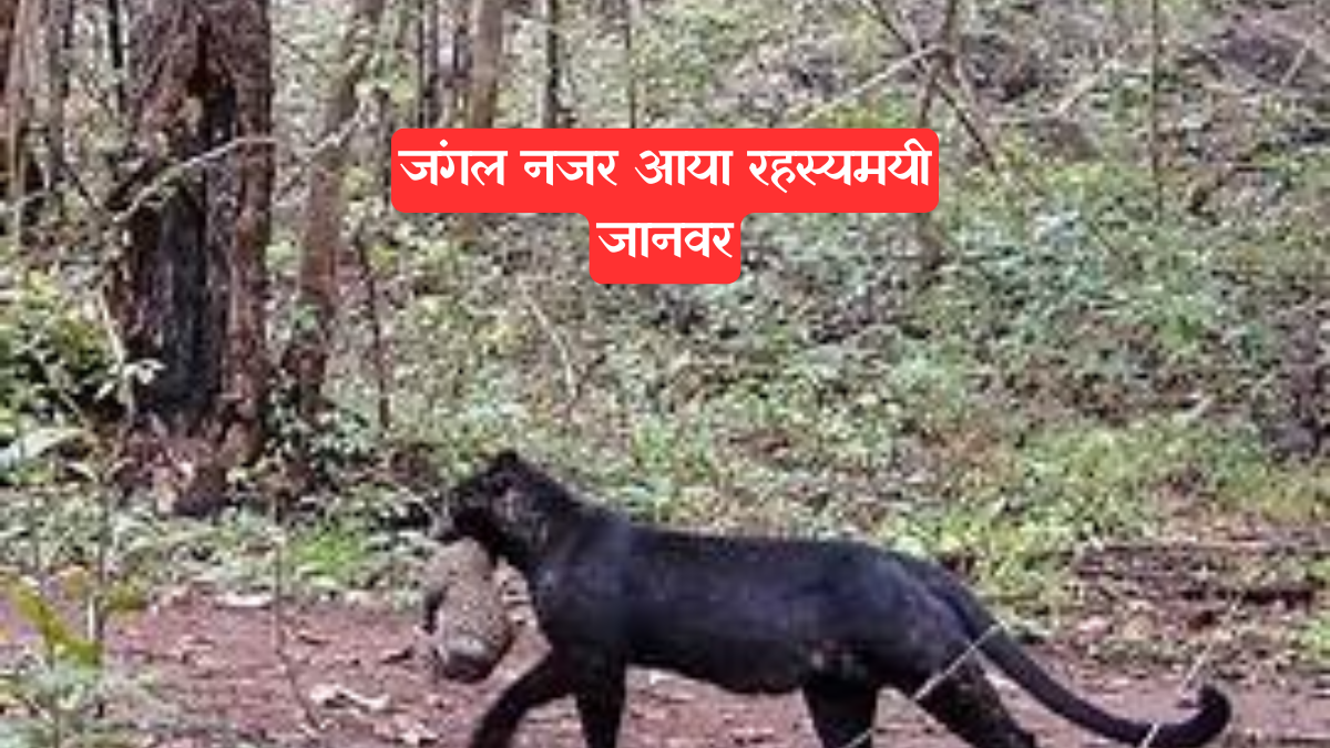 Viral Video: महाराष्ट्र के जंगल का यह वीडियो देख दुनिया हैरान, 90 साल बाद दिखा रहस्यमयी जीव
