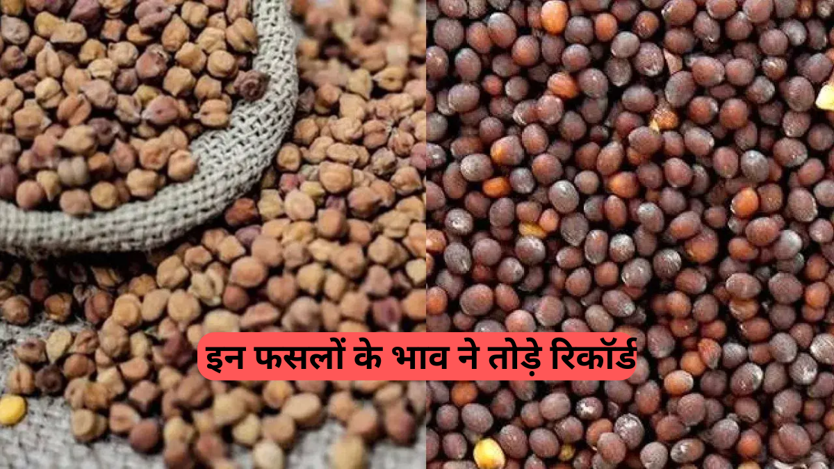Mandi Bhav Today: लहसुन-डॉलर चना में ऐतिहासिक तेजी, किसानों के चेहरे खिले