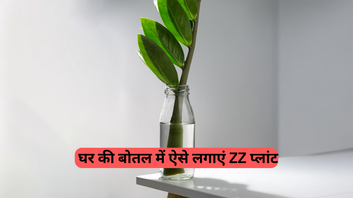 Indoor plants for home: बोतल में ZZ प्लांट उगाने का मास्टरक्लास, जानें कब और कैसे करें रोपण