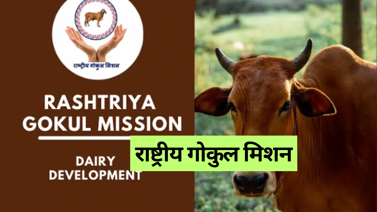 Rashtriya Gokul Mission: देशी गाय, डबल कमाई! जानें सरकारी योजना का पूरा फायदा