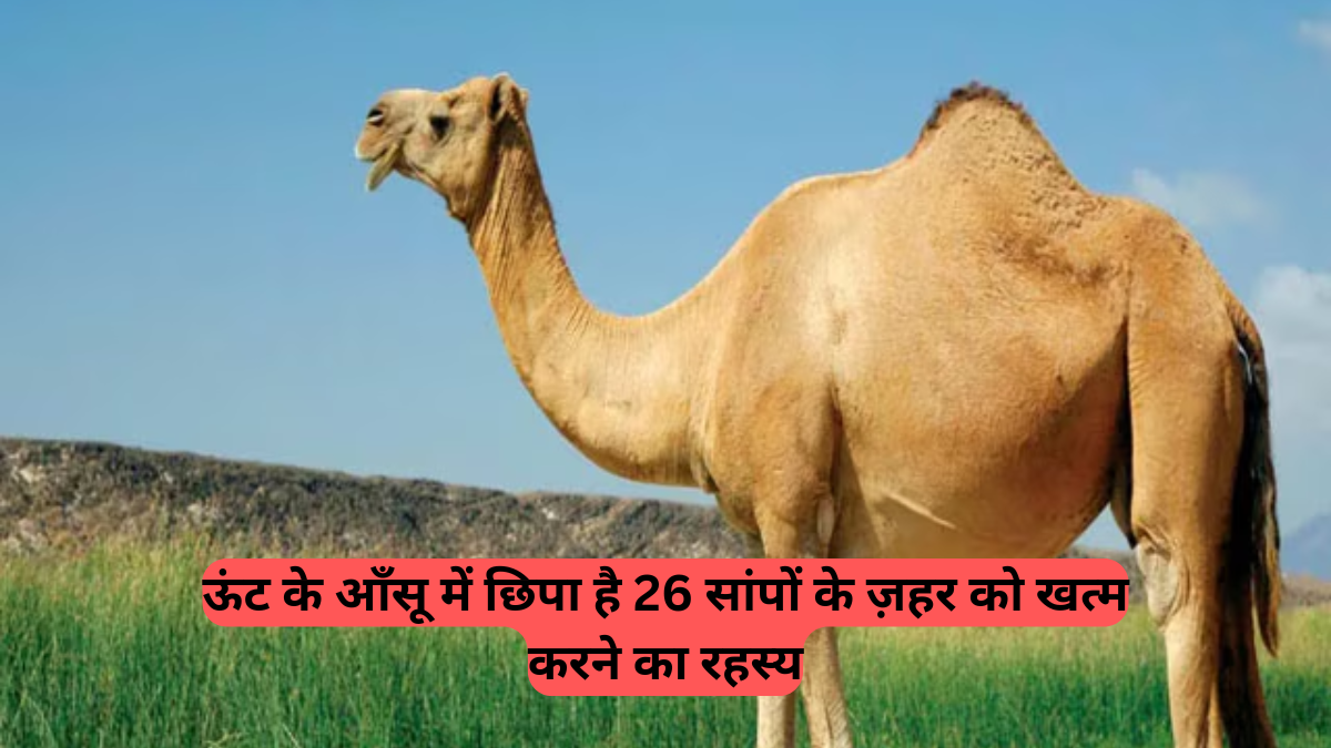 Camel tears: ऊंट के आँसू में छिपा है 26 सांपों के ज़हर को खत्म करने का रहस्य