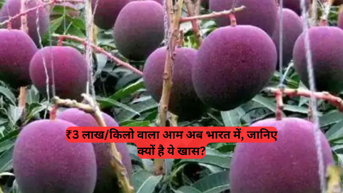 Miyazaki Mango: कुरुक्षेत्र में मिला ₹3 लाख/किलो वाला 'सूर्य का अंडा' आम, जानिए खासियत