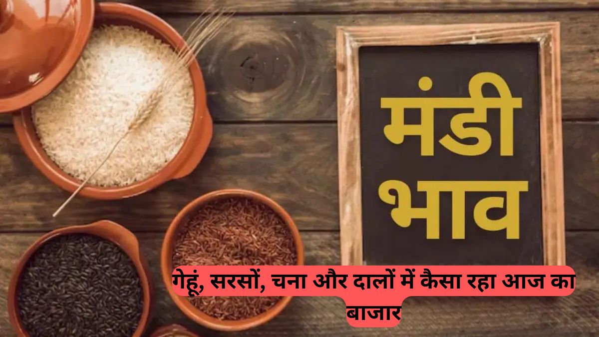 Jaipur Mandi Bhav: गेहूं, सरसों, चना और दालों में कैसा रहा आज का बाजार, जानें सभी प्रमुख फसलों के ताज़ा रेट